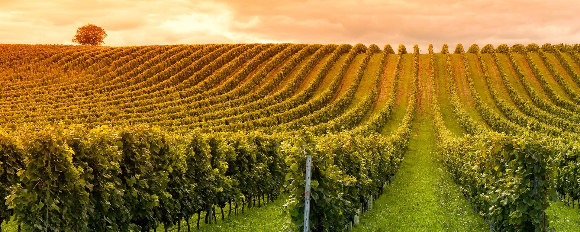 Strategic and financial diagnostic of family owned wine producer