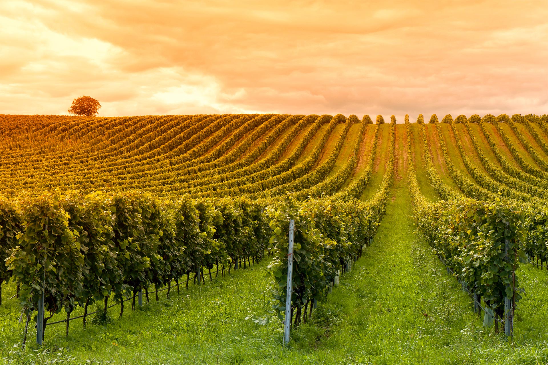 Strategic and financial diagnostic of family owned wine producer